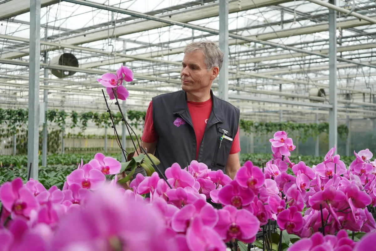 Ein Gärtner betrachtet eine rosarote Orchidee.